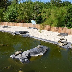 Red-eared Slider Enclosure at Biotropica, 16/06/18