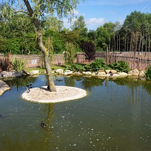 Waterfowl Pond at Biotropica, 16/06/18