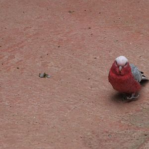 Galah at Biotropica, 16/06/18