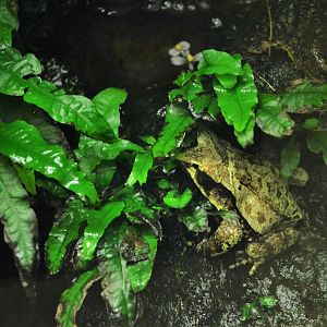 Long-nosed Leaf Frog at Biotropica, 16/06/18