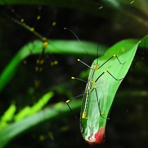 Peruvian Fern Stick Insect (Female) at Biotropica, 16/06/18