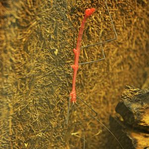 Peruvian Fern Stick Insect (Male) at Biotropica, 16/06/18