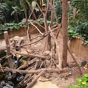 Brazilian Prehensile-tailed Porcupine Enclosure at Biotropica, 16/06/18