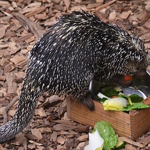 Brazilian Prehensile-tailed Porcupine at Biotropica, 16/06/18