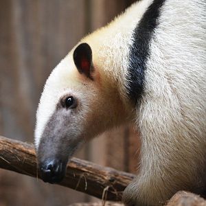 Southern Tamandua at Biotropica, 16/06/18