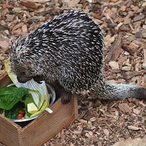 Brazilian Prehensile-tailed Porcupine at Biotropica, 16/06/18