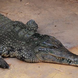 Slender-snouted Crocodile at Biotropica, 16/06/18