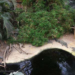 Slender-snouted Crocodile Enclosure at Biotropica, 16/06/18