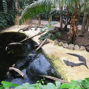 American Alligator Enclosure at Biotropica, 16/06/18