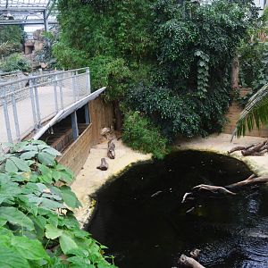 American Alligator Enclosure at Biotropica, 16/06/18