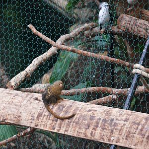 Pygmy Marmoset and Bali Starling at Biotropica, 16/06/18