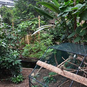 General View of Greenhouse at Biotropica, 16/06/18