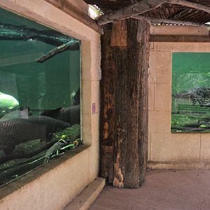 Large Freshwater Aquarium at Biotropica, 16/06/18
