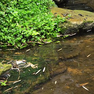 Alligator Snapping Turtle at Biotropica, 16/06/18