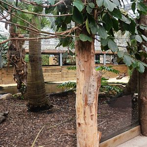 American Alligator Ground-level Viewing at Biotropica, 16/06/18