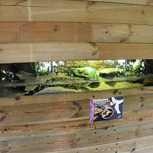 Enclosure for Juvenile Slender-snouted Crocodile at Biotropica, 16/06/18