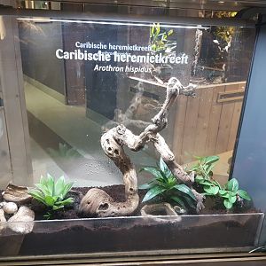 Enclosure  Hermit crab