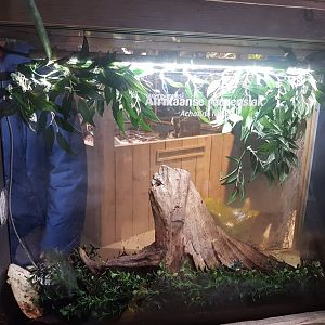 Enclosure African giant land-snail