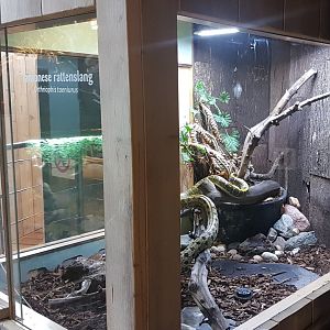 Enclosure Taiwanese rat-snake