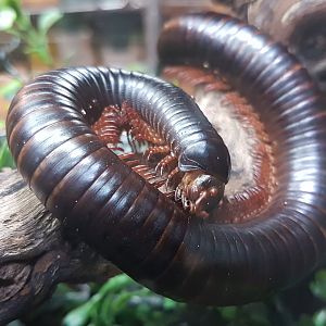 Archispirostreptus gigas