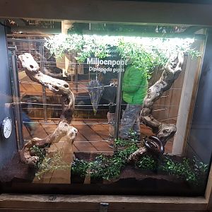 Millipede-enclosure