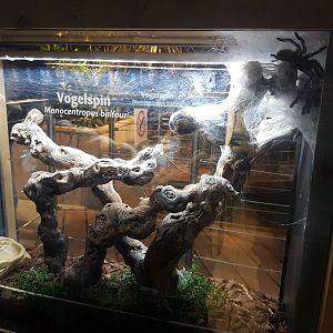 Tarantula-enclosure
