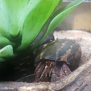 Hermit crab