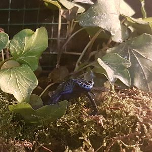 Blue dart frog