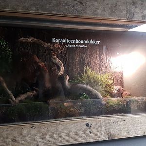 Enclosure Litoria caerulea