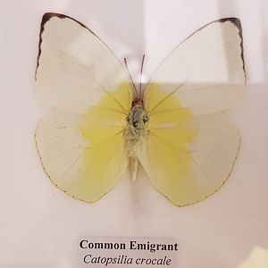 Common emigrant