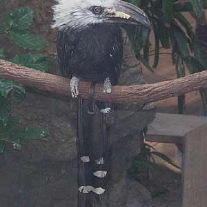 White Crested Hornbill