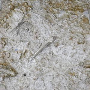 Blue Spotted Mudskipper