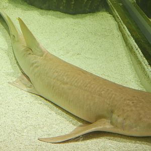 Tawny Nurse Shark