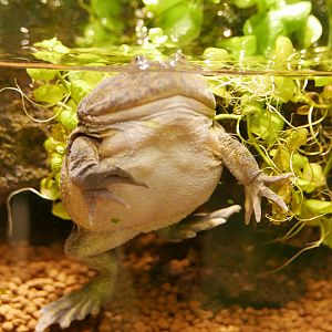 Budgett's Frog