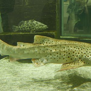 Zebra Shark