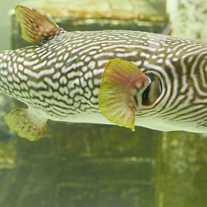 Reticulated Pufferfish