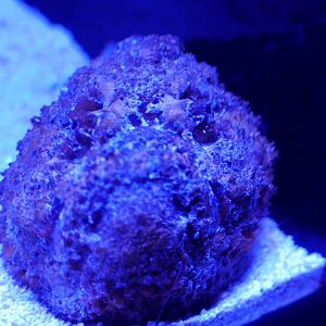 Reef Stonefish