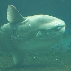 Ocean Sunfish