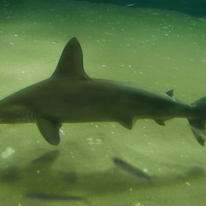Scalloped Hammerhead
