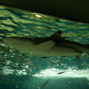 Blacktip Reef Shark