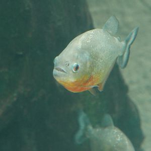 Red Bellied Piranha