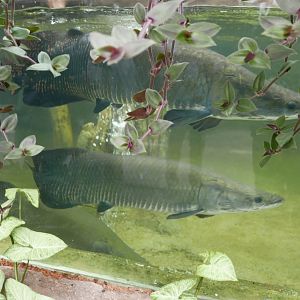 Arapaima