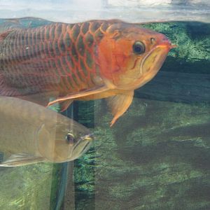 Asian Arowana
