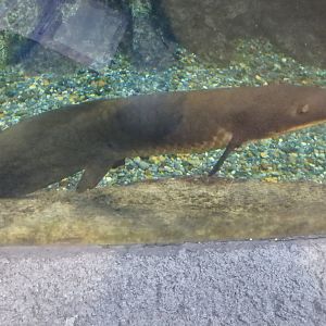 Australian Lungfish