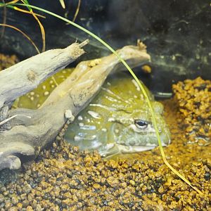 African Bullfrog