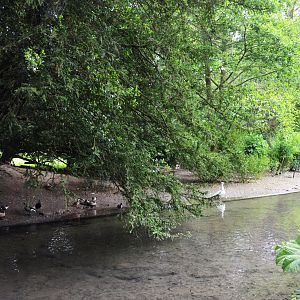 Waterfowl Pond at Clères, 16/06/18