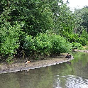 Waterfowl Pond at Clères, 16/06/18