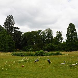 Parkland View with Demoiselle Cranes, Ruddy Shelduck and Magpie Goose at Clères, 16/06/18