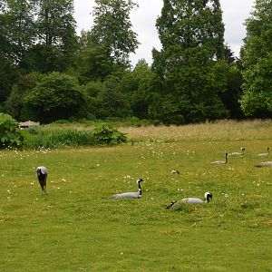 Demoiselle Cranes at Clères, 16/06/18