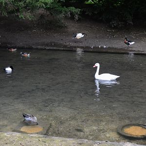 Waterfowl and Ibis at Clères, 16/06/18